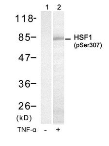 Phospho-HSF1 (Ser307) Antibody