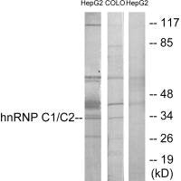 HNRNPC Antibody