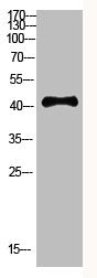 RCC1 Antibody