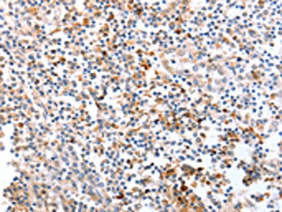 SPAG4 Antibody