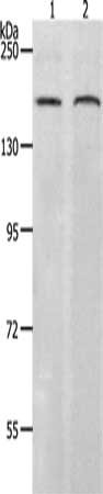 RAD50 Antibody