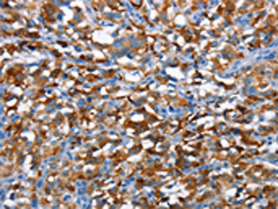 CD226 Antibody