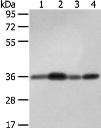 STX12 Antibody
