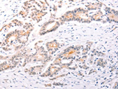 TRAF3IP1 Antibody