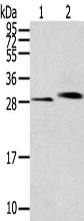CLIC4 Antibody
