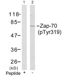 Phospho-ZAP70 (Tyr319) Antibody