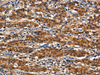 ANPEP Antibody