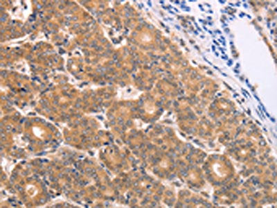 BTG3 Antibody