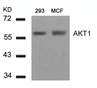AKT1 (Ab-450) Antibody