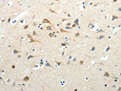 SCG3 Antibody