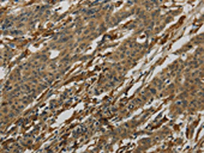 AIF1 Antibody