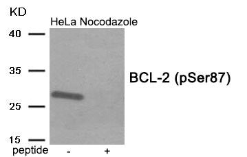 Phospho-BCL2 (Ser87) Antibody