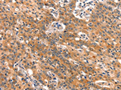 BCL3 Antibody