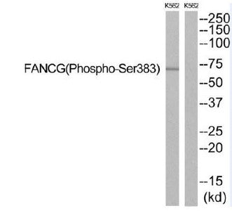 Phospho-FANCG (Ser383) Antibody