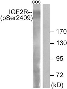 Phospho-IGF2R (Ser2409) Antibody