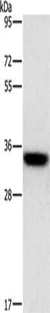 HOXB13 Antibody