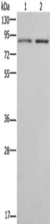 MDM2 Antibody