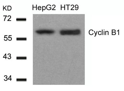 CCNB1 (Ab-147) Antibody