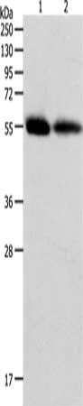 MMP11 Antibody