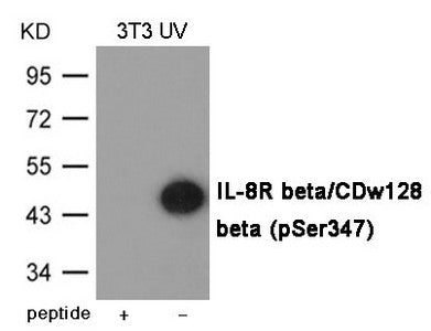 Phospho-CXCR2 (Ser347) Antibody