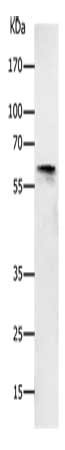 KCNC1 Antibody