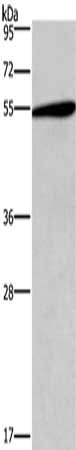HTR2C Antibody