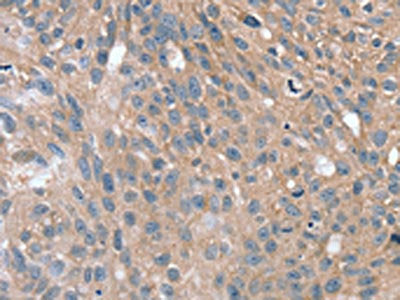 SPON1 Antibody