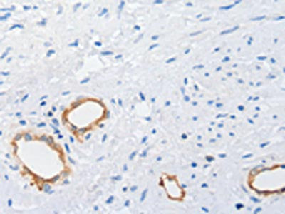 MUC5AC Antibody