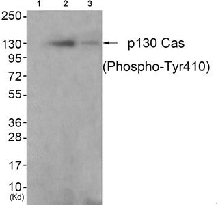 Phospho-BCAR1 (Tyr410) Antibody