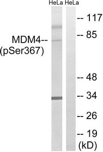 Phospho-MDM4 (Ser367) Antibody
