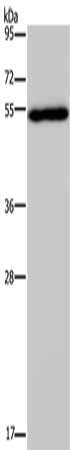 FOXC2 Antibody