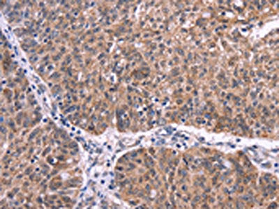 EFNA5 Antibody