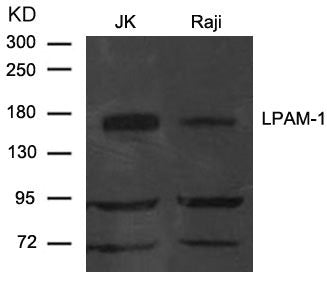 ITGA4 Antibody