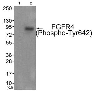 Phospho-FGFR4 (Tyr642) Antibody