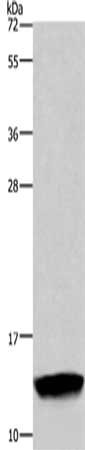 FABP2 Antibody