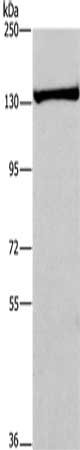 ADAMTS18 Antibody