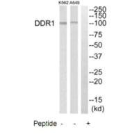 DDR1 Antibody