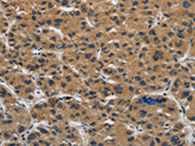 CLDN2 Antibody