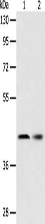 SERPINA5 Antibody