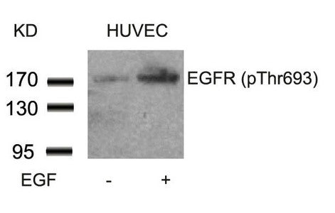 Phospho-EGFR (Thr693) Antibody