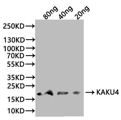 KAKU4 Antibody