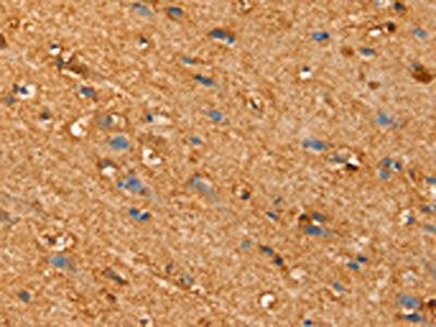 SLC26A4 Antibody