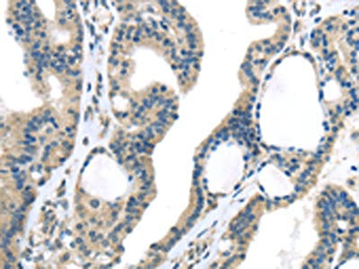 VGF Antibody