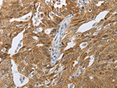CEBPA Antibody