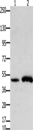 FOXL2 Antibody