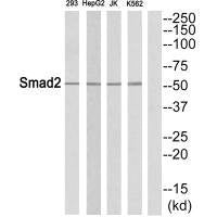 SMAD2 (Ab-465) Antibody