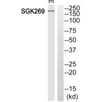 PEAK1 Antibody
