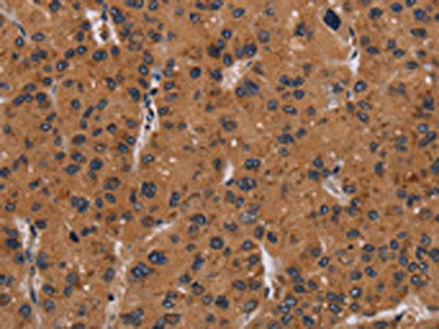 NRAS Antibody