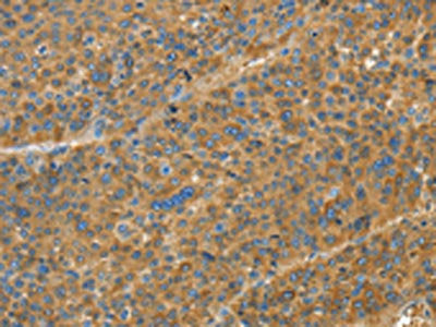 TNFSF13B Antibody