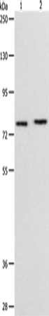 PEG10 Antibody